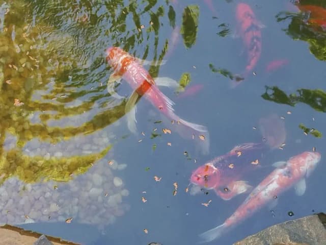 Ile pokarmu dla rybek? Kluczowe zasady dla zdrowia Twoich ryb Ile pokarmu dla rybek? Kluczowe zasady dla zdrowia Twoich ryb