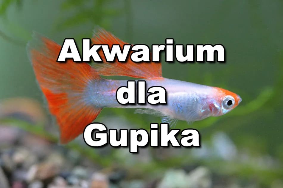 Ile gupików w akwarium? Sprawdź, jak uniknąć problemów z jakością wody Ile gupików w akwarium? Sprawdź, jak uniknąć problemów z jakością wody