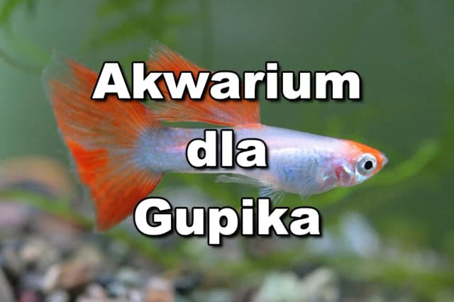 Ile gupików w akwarium? Sprawdź, jak uniknąć problemów z jakością wody Ile gupików w akwarium? Sprawdź, jak uniknąć problemów z jakością wody