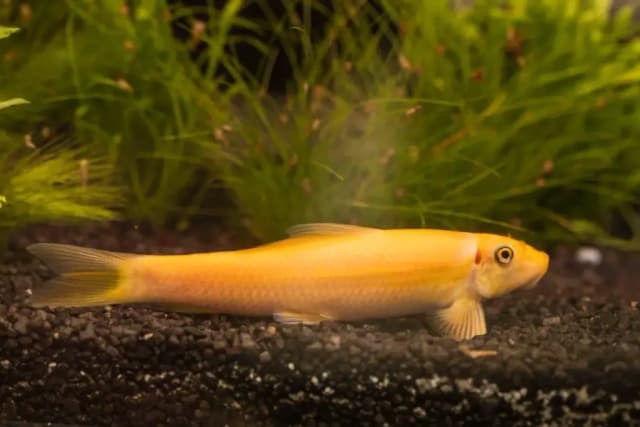 Jak często rozmnażają się glonojady w akwarium i naturze? Sprawdź! Jak często rozmnażają się glonojady w akwarium i naturze? Sprawdź!