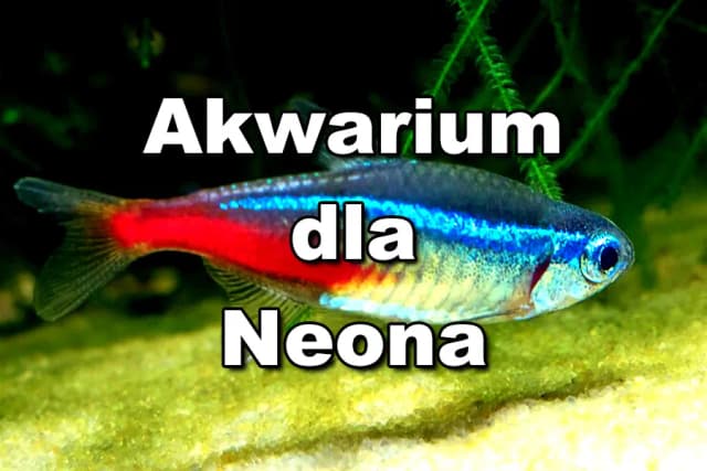 Jak hodować neonki w akwarium i uniknąć najczęstszych błędów Jak hodować neonki w akwarium i uniknąć najczęstszych błędów