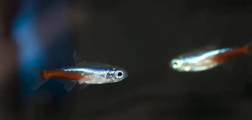 Czy neonki się rozmnażają? Odkryj sekrety skutecznej hodowli Czy neonki się rozmnażają? Odkryj sekrety skutecznej hodowli