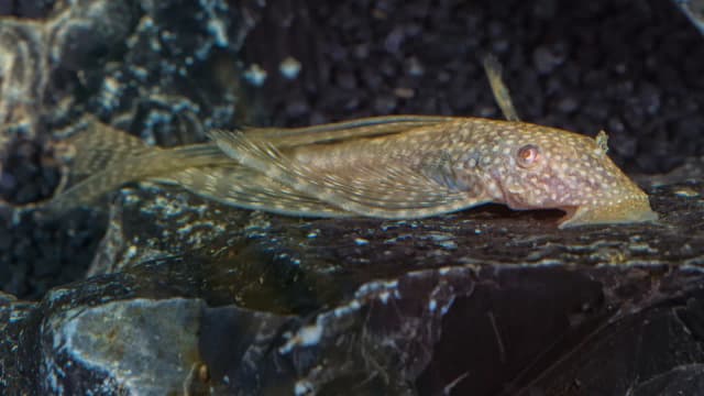 Jaka temperatura w akwarium dla glonojada, aby uniknąć problemów zdrowotnych? Jaka temperatura w akwarium dla glonojada, aby uniknąć problemów zdrowotnych?