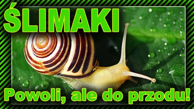 Jak ślimaki się rozmnażają? Odkryj fascynujący proces ich życia Jak ślimaki się rozmnażają? Odkryj fascynujący proces ich życia