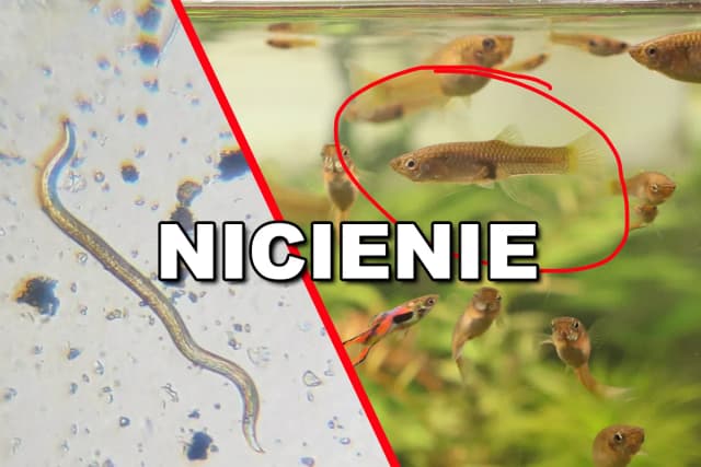 Jak wyglądają nicienie w akwarium i co oznacza ich obecność? Jak wyglądają nicienie w akwarium i co oznacza ich obecność?