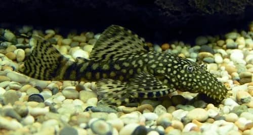 Ile kosztuje glonojad w sklepie zoologicznym? Ceny, które zaskoczą Ile kosztuje glonojad w sklepie zoologicznym? Ceny, które zaskoczą