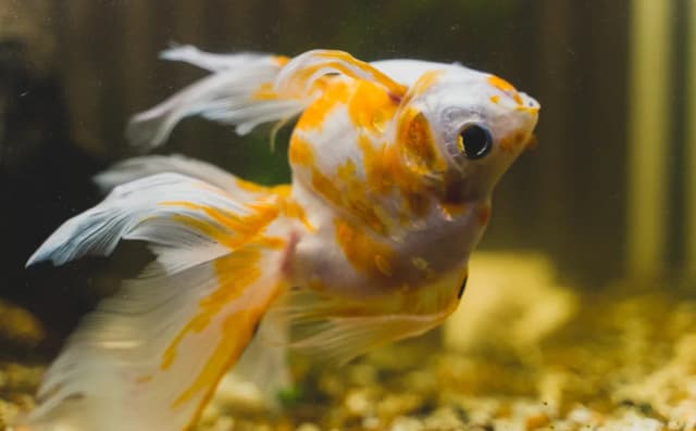 Dlaczego ryby w akwarium zdychają? Oto najczęstsze przyczyny i rozwiązania Dlaczego ryby w akwarium zdychają? Oto najczęstsze przyczyny i rozwiązania