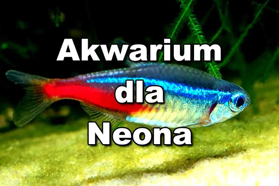 Jaka temperatura w akwarium neonki? Poznaj optymalne warunki dla ryb Jaka temperatura w akwarium neonki? Poznaj optymalne warunki dla ryb