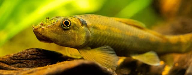 Jaką temperaturę wody wybrać dla glonojada, aby uniknąć problemów? Jaką temperaturę wody wybrać dla glonojada, aby uniknąć problemów?