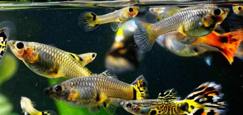 Jak długo trwa ciąża gupika? Kluczowe informacje o rozmnażaniu Jak długo trwa ciąża gupika? Kluczowe informacje o rozmnażaniu